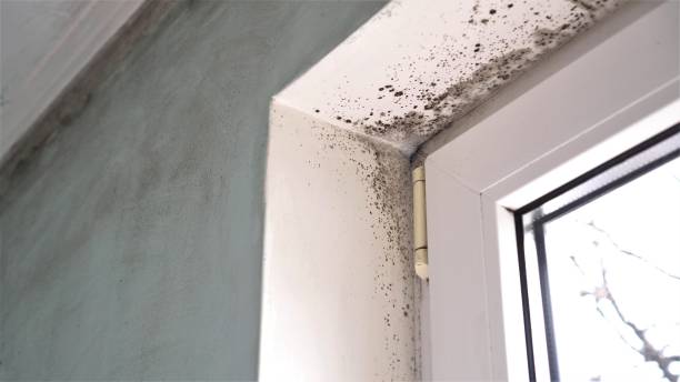 Best Local Mold Removal Service  in Postville, IA