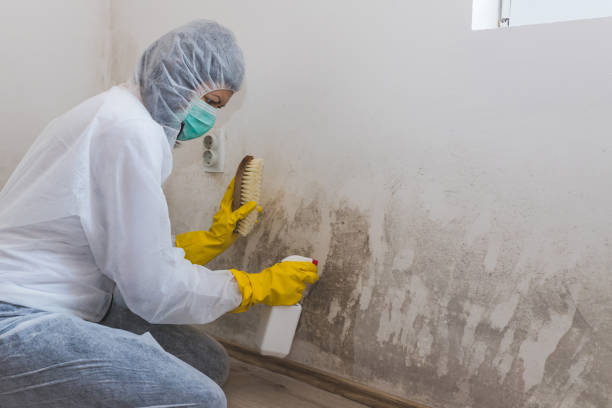 Best Emergency Mold Removal  in Postville, IA