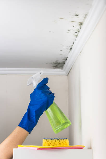 Certified Mold Removal in Postville, IA