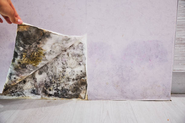 Best Attic Mold Removal  in Postville, IA